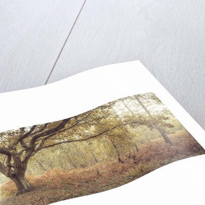 Canal through forest by Assaf Frank